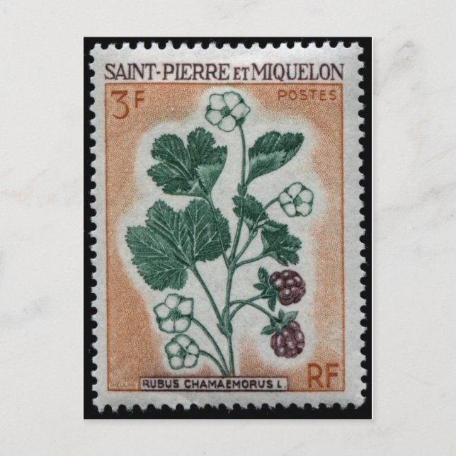 Vintage Engraved Stamp Postcard (Front)