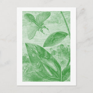 Vintage Entomology Green Katydid Flying Leaf Postcard