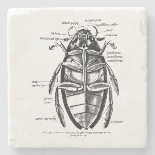 Vintage Entomology Hydrophilidae Scavenger Beetle Stone Coaster