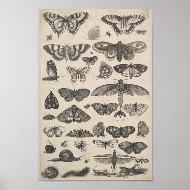 Vintage Entomology Lepidoptera Insects Poster (Front)