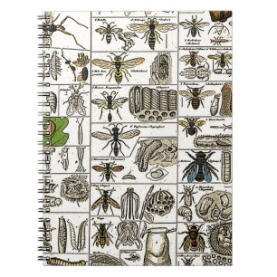 Vintage Entomology Notebook