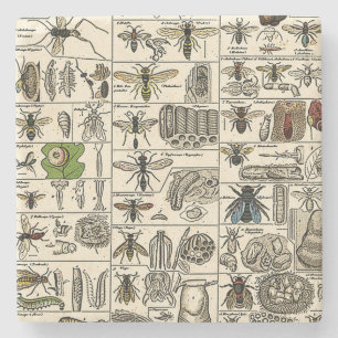 Vintage Entomology Stone Coaster