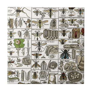 Vintage Entomology Tile