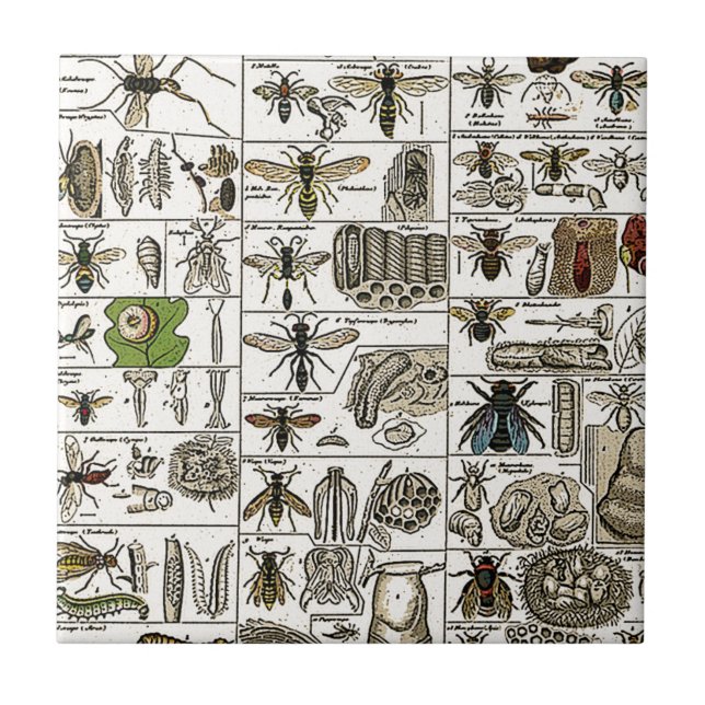 Vintage Entomology Tile (Front)