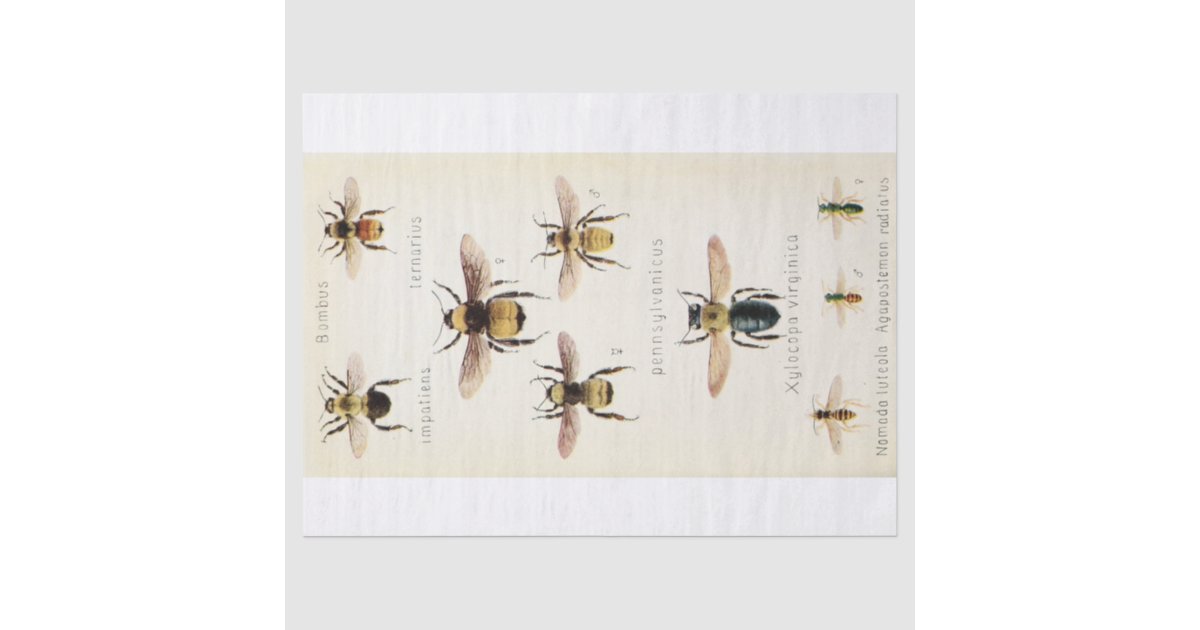 Vintage Ephemera Script Bee Decoupage Tissue Paper | Zazzle