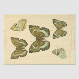 Vintage Ephemera Script Green Butterfly Decoupage Tissue Paper