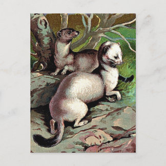 Vintage Ermine Illustration Postcard