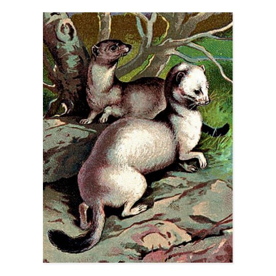 Vintage Ermine Illustration Postcard