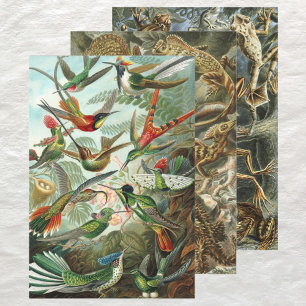Vintage Ernst Haeckel Animal Designs Wrapping Paper Sheet