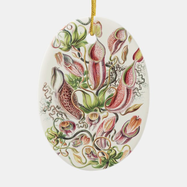 Vintage Ernst Haeckel Botanical Pitcher Plant Ceramic Tree Decoration (Front)