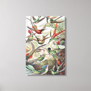 Vintage Ernst Haeckel Colourful Hummingbird Poster Canvas Print