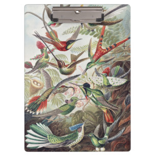 Vintage Ernst Haeckel Colourful Hummingbird Poster Clipboard