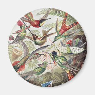 Vintage Ernst Haeckel Colourful Hummingbird Poster Magnet