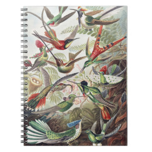 Vintage Ernst Haeckel Colourful Hummingbird Poster Notebook