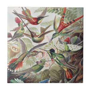 Vintage Ernst Haeckel Colourful Hummingbird Poster Tile