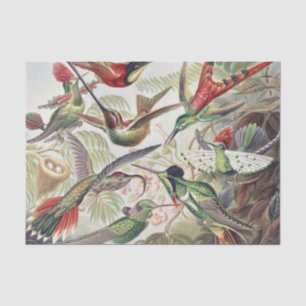 Vintage Ernst Haeckel Colourful Hummingbird Poster Tissue Paper