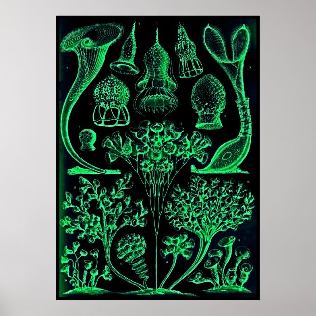 Vintage Ernst Haeckel Green & Black Poster Print (Front)