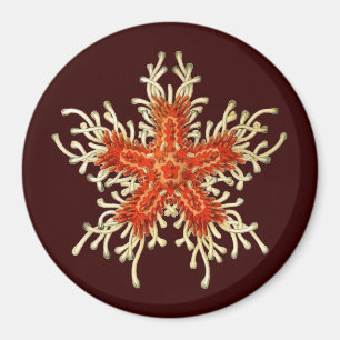 Vintage Ernst Haeckel Magnet