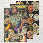 Vintage Ernst Haeckel Marline Life Designs Wrapping Paper Sheet<br><div class="desc">Vintage illustration marine life biology designs by Ernst Haeckel. Sheet 1: A variety of colourful sea anemone animals (actiniae) found in the oceans. They are named Anemones after the flower. Sheet 2: A variety of colourful invertebrate filter feeders animals (ascidia) often found in the oceans. Sheet 3: A variety of...</div>