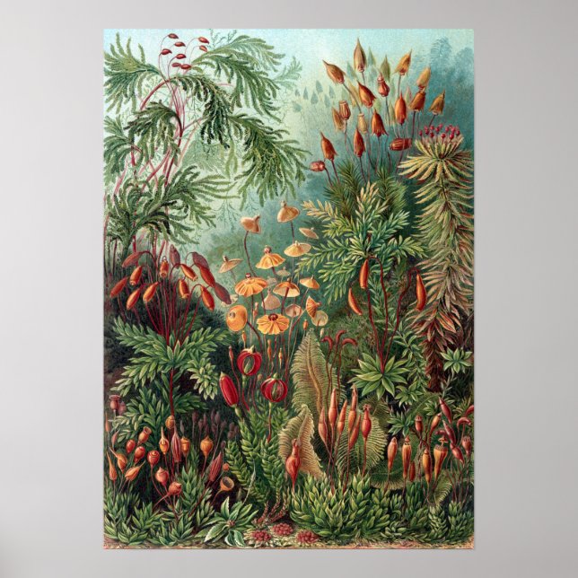 Vintage Ernst Haeckel Moss Poster (Front)