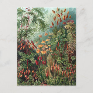 Vintage Ernst Haeckel Moss Poster Postcard
