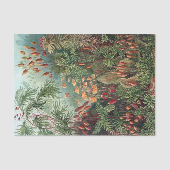 Vintage Ernst Haeckel Moss Poster Tissue Paper (Front)