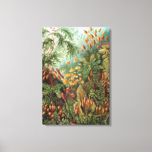 Vintage Ernst Haeckel Mosses Canvas Print