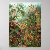 Vintage Ernst Haeckel Mosses