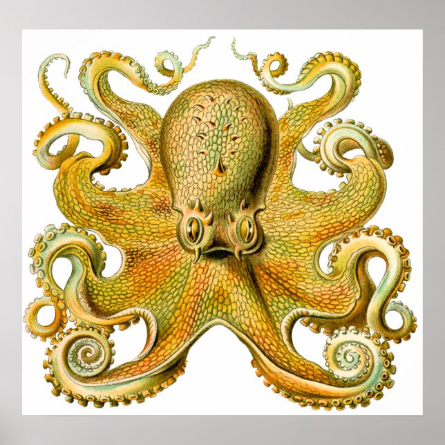 Vintage Ernst Haeckel Octopus in Yellow Poster (Front)