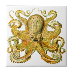 Vintage Ernst Haeckel Octopus in Yellow Tile