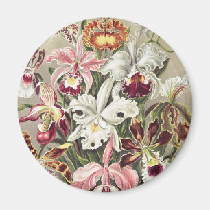 Vintage Ernst Haeckel Orchid Botanical Print Magnet