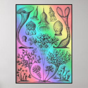 Vintage Ernst Haeckel Rainbow Coloured Poster Prin