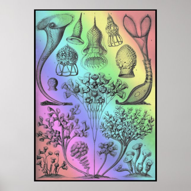 Vintage Ernst Haeckel Rainbow Coloured Poster Prin (Front)