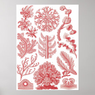 Vintage Ernst Haeckel Seaweed Poster