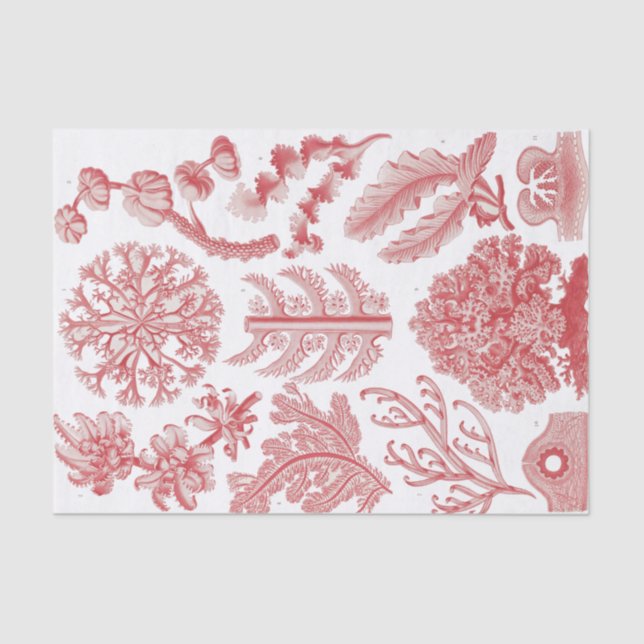 Vintage Ernst Haeckel Seaweed Poster Tissue Paper (Front)