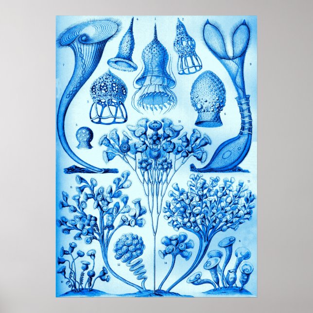 Vintage Ernst Haeckel Sky Blue Poster Print (Front)