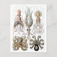 Vintage Ernst Haeckel Squids and Octopus Poster
