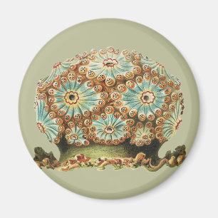 Vintage Ernst Haeckel Teal Orange Sea Life Magnet