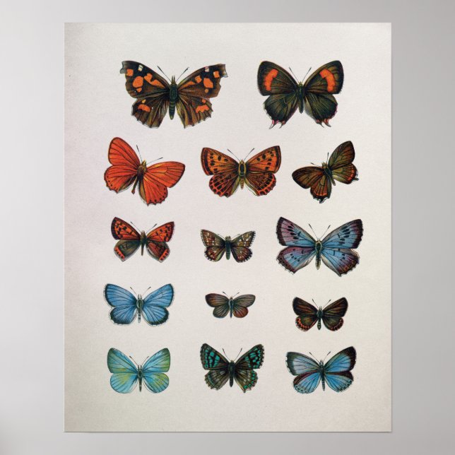 Vintage European Butterflies Art Print (Front)