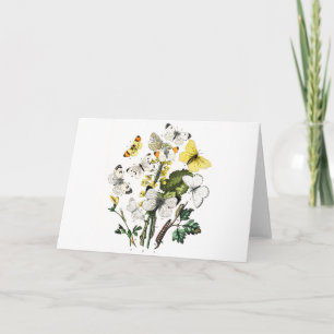 Vintage European Butterflies Card