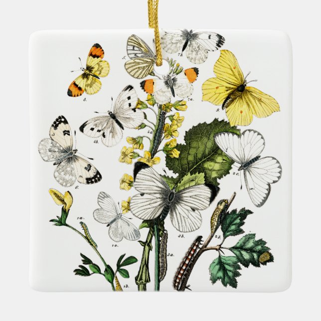 Vintage European Butterflies Ceramic Ornament (Front)