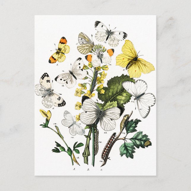 Vintage European Butterflies Postcard (Front)