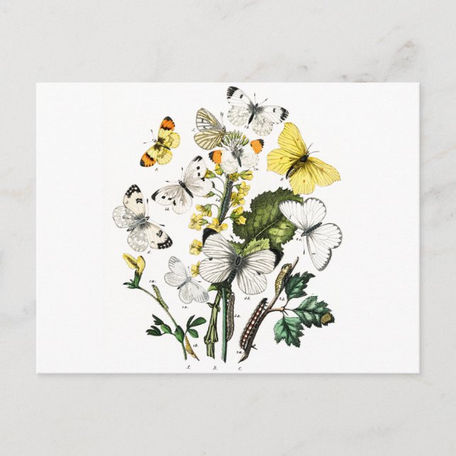 Vintage European Butterflies Postcard (Front)