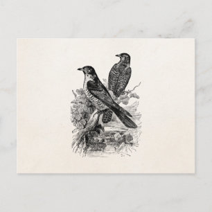 Vintage European Cuckoo Bird Personalised Birds Postcard