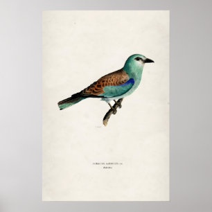 Vintage European Roller Bird  Matte Fine Art Print