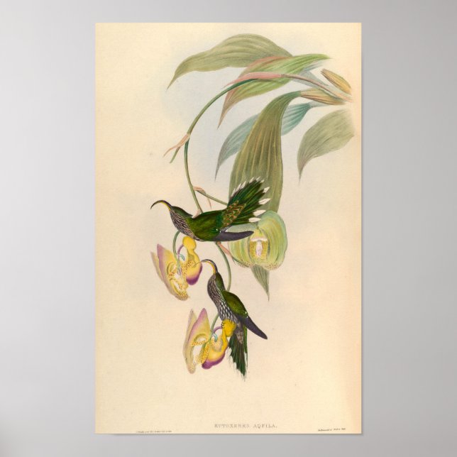 Vintage Eutoxeres Aquila Hummingbird Illustration Poster (Front)