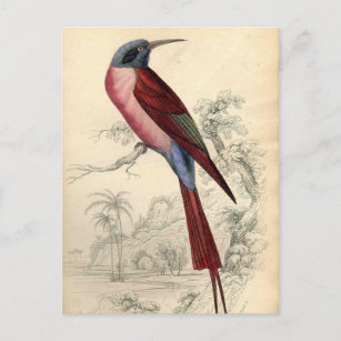 Vintage Exotic Bird Postcard