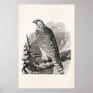 Vintage Falcon Bird - Birds Template Blank Poster