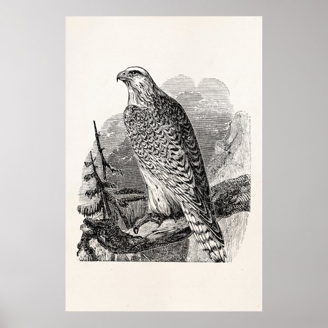Vintage Falcon Bird - Birds Template Blank Poster (Front)