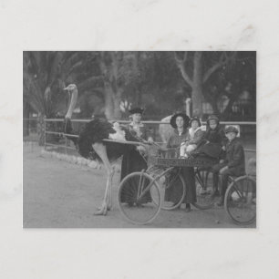 Vintage Family in Ostrich Drawn Carriage Postcard